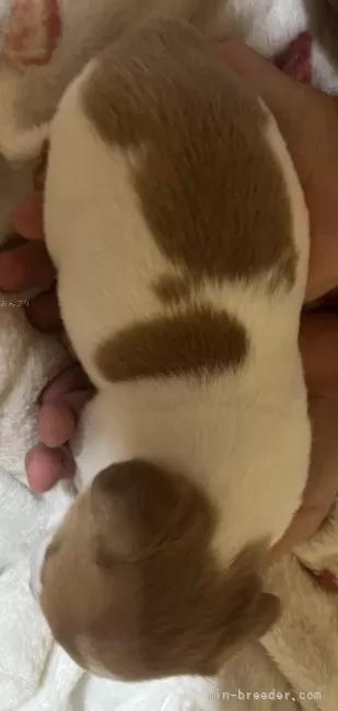 �W���b�N���b�Z���e���A�̎q���iID:1233911032�j��5���ڂ̎ʐ^/�X�V��:2026-01-16