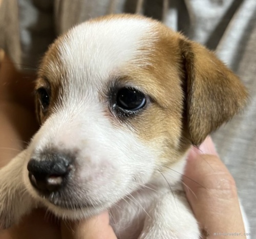 ジャックラッセルテリアの子犬（ID:1233911052）の2枚目の写真/更新日:2023-08-22