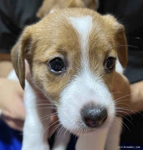 ジャックラッセルテリアの子犬（ID:1233911055）の3枚目の写真/更新日:2023-10-14