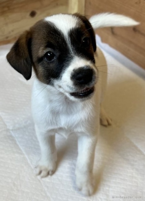 ジャックラッセルテリアの子犬（ID:1233911058）の2枚目の写真/更新日:2023-07-06
