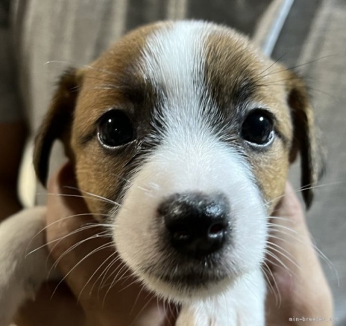 ジャックラッセルテリアの子犬（ID:1233911060）の2枚目の写真/更新日:2023-08-22