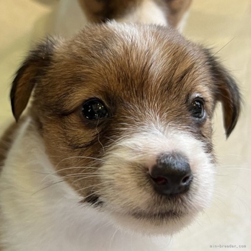 ジャックラッセルテリアの子犬（ID:1233911068）の1枚目の写真/更新日:2023-05-12