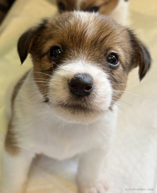 ジャックラッセルテリアの子犬（ID:1233911068）の2枚目の写真/更新日:2023-05-12