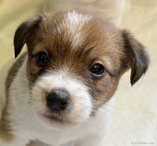 ジャックラッセルテリアの子犬（ID:1233911068）の3枚目の写真/更新日:2023-05-12