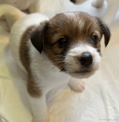 ジャックラッセルテリアの子犬（ID:1233911068）の4枚目の写真/更新日:2023-05-12