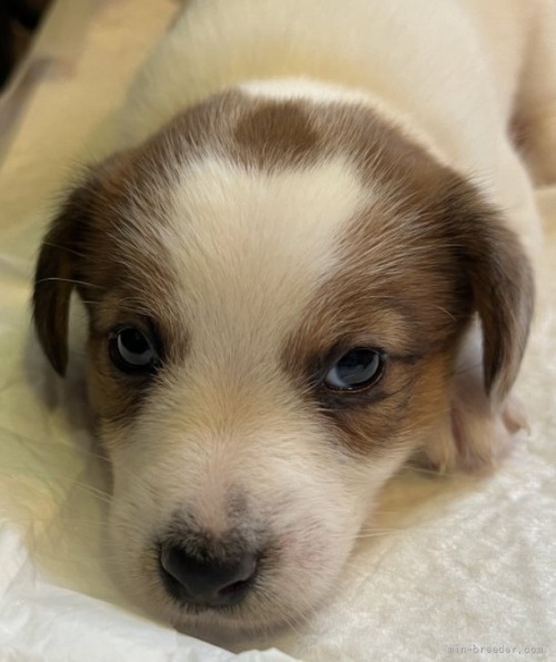 ジャックラッセルテリアの子犬（ID:1233911069）の2枚目の写真/更新日:2023-05-12