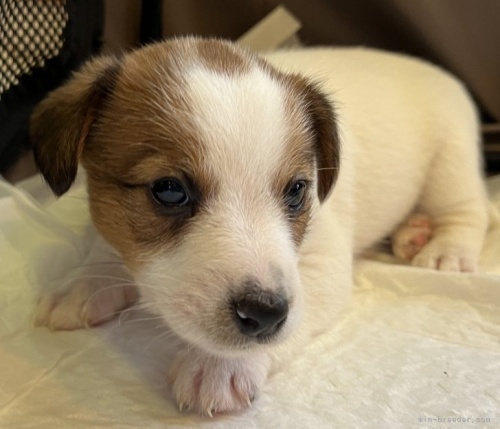 ジャックラッセルテリアの子犬（ID:1233911069）の3枚目の写真/更新日:2023-05-12