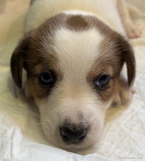 ジャックラッセルテリアの子犬（ID:1233911069）の4枚目の写真/更新日:2023-05-12