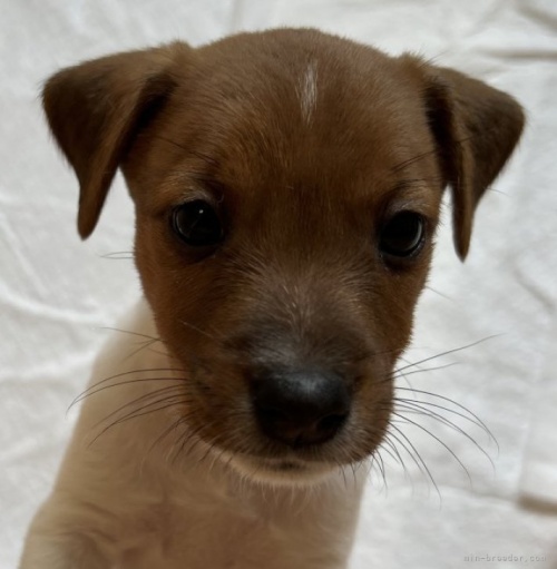 ジャックラッセルテリアの子犬（ID:1233911074）の3枚目の写真/更新日:2023-07-06