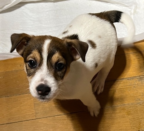 ジャックラッセルテリアの子犬（ID:1233911075）の3枚目の写真/更新日:2024-01-08