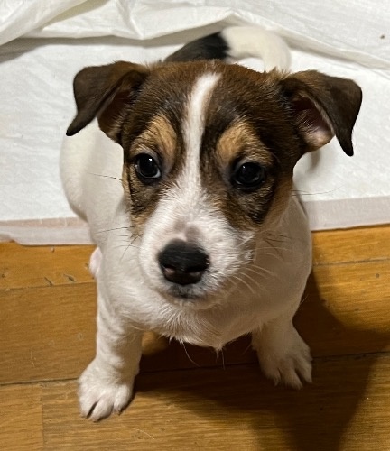 ジャックラッセルテリアの子犬（ID:1233911075）の4枚目の写真/更新日:2024-01-08