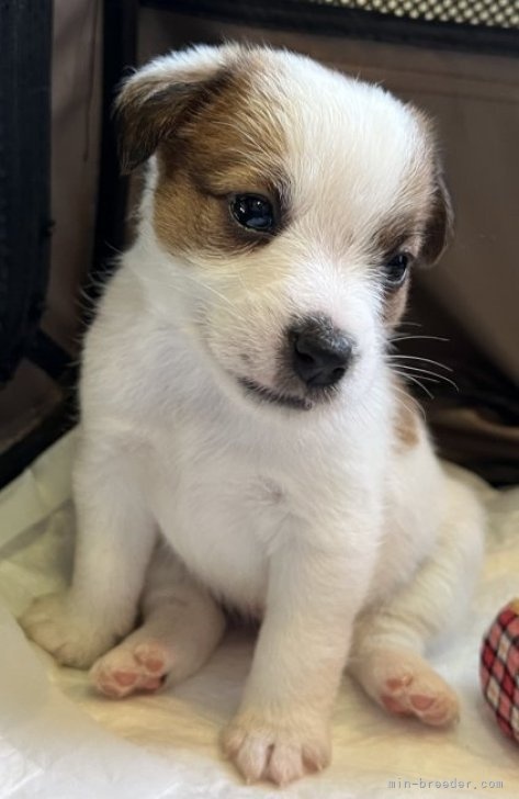 ジャックラッセルテリアの子犬（ID:1233911083）の2枚目の写真/更新日:2023-05-12