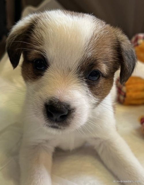 ジャックラッセルテリアの子犬（ID:1233911083）の3枚目の写真/更新日:2023-01-16