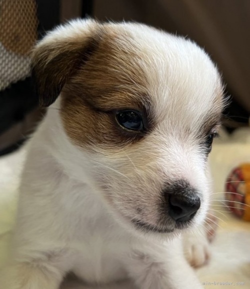 ジャックラッセルテリアの子犬（ID:1233911083）の4枚目の写真/更新日:2023-05-12