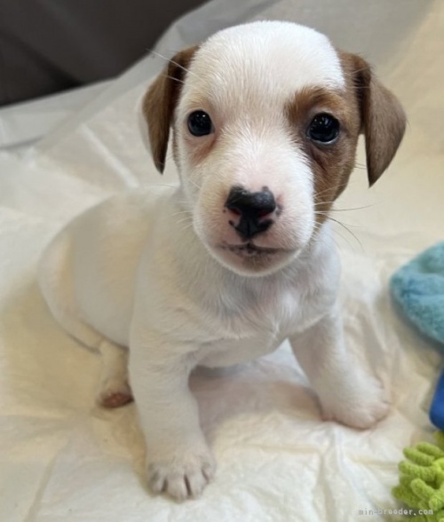 ジャックラッセルテリアの子犬（ID:1233911087）の3枚目の写真/更新日:2023-05-12