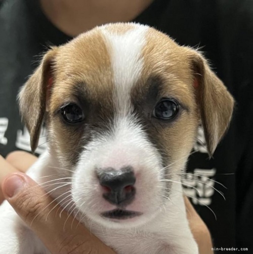ジャックラッセルテリアの子犬（ID:1233911101）の1枚目の写真/更新日:2022-08-06
