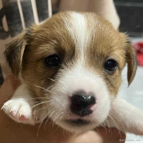 ジャックラッセルテリアの子犬（ID:1233911102）の1枚目の写真/更新日:2022-09-06