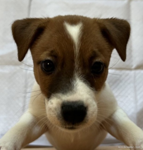 ジャックラッセルテリアの子犬（ID:1233911103）の3枚目の写真/更新日:2023-07-06
