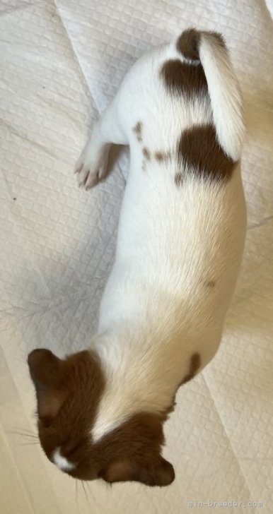 ジャックラッセルテリアの子犬（ID:1233911103）の5枚目の写真/更新日:2023-07-06