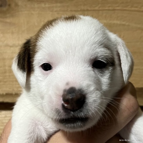 ジャックラッセルテリアの子犬（ID:1233911105）の1枚目の写真/更新日:2023-01-16