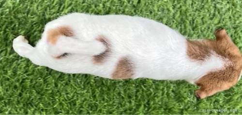 ジャックラッセルテリアの子犬（ID:1233911108）の5枚目の写真/更新日:2023-01-16