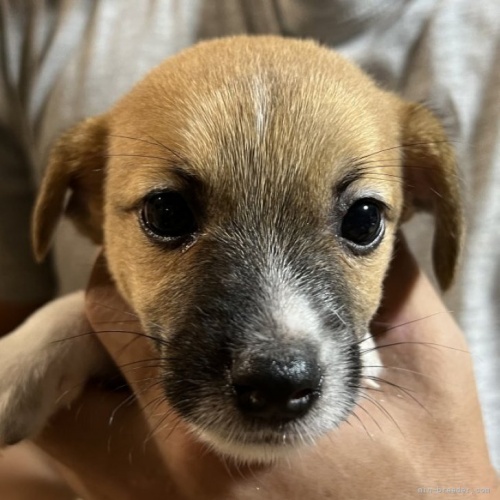 ジャックラッセルテリアの子犬（ID:1233911118）の1枚目の写真/更新日:2023-08-22