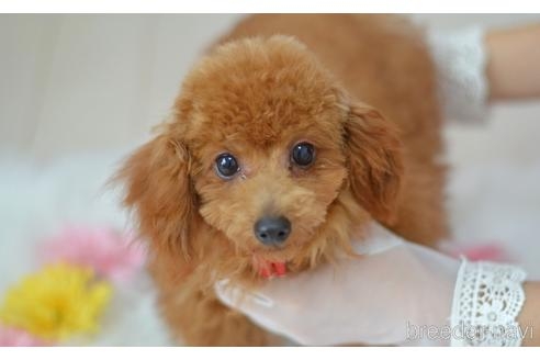 トイプードルの子犬（ID:1234911129）の1枚目の写真/更新日:2022-09-10