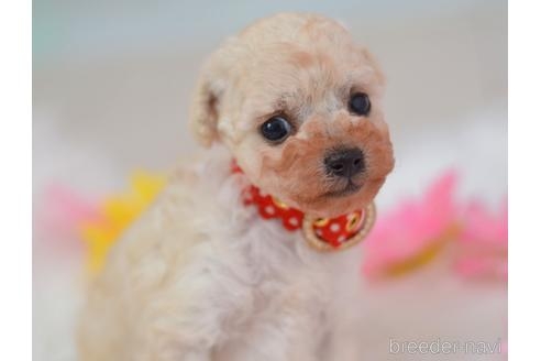 トイプードルの子犬（ID:1234911224）の3枚目の写真/更新日:2022-05-09