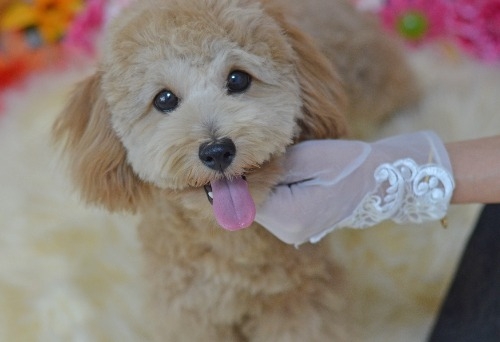 ミックスの子犬(ID:1234911267)の1枚目の写真/更新日:2025-11-13