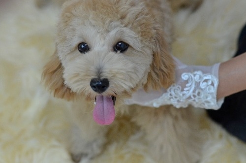 ミックスの子犬(ID:1234911267)の2枚目の写真/更新日:2025-11-13