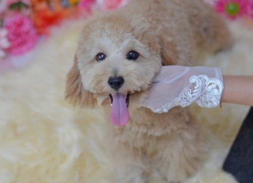 ミックスの子犬(ID:1234911267)の3枚目の写真/更新日:2025-11-13