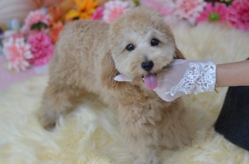 ミックスの子犬(ID:1234911267)の4枚目の写真/更新日:2025-11-13