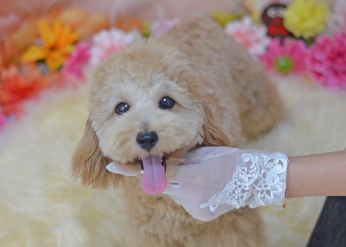 ミックスの子犬(ID:1234911267)の5枚目の写真/更新日:2025-11-13