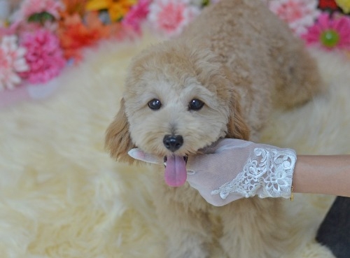 ミックスの子犬(ID:1234911267)の6枚目の写真/更新日:2025-11-13