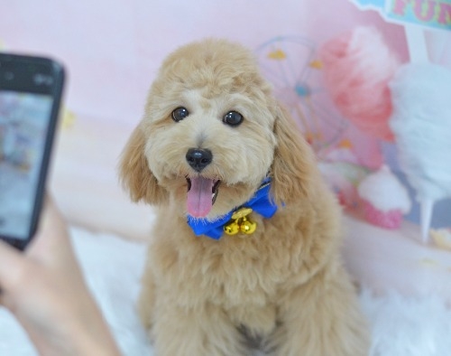 ミックスの子犬(ID:1234911267)の7枚目の写真/更新日:2025-11-10