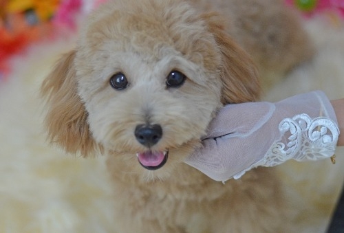 ミックスの子犬(ID:1234911267)の8枚目の写真/更新日:2025-11-13