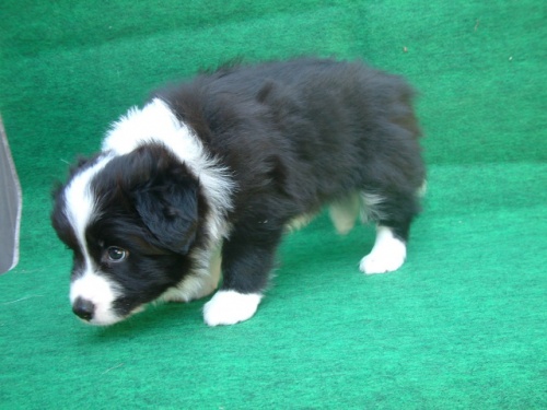 ボーダーコリーの子犬（ID:1235911074）の2枚目の写真/更新日:2023-05-05