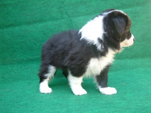 ボーダーコリーの子犬（ID:1235911074）の3枚目の写真/更新日:2023-05-05