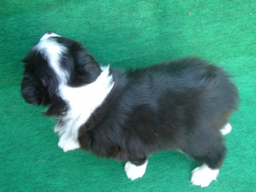 ボーダーコリーの子犬（ID:1235911074）の5枚目の写真/更新日:2023-05-05