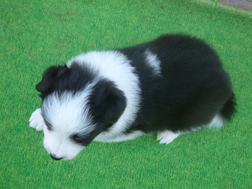 ボーダーコリーの子犬（ID:1235911079）の5枚目の写真/更新日:2023-11-08