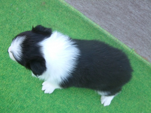 ボーダーコリーの子犬（ID:1235911081）の4枚目の写真/更新日:2023-11-08