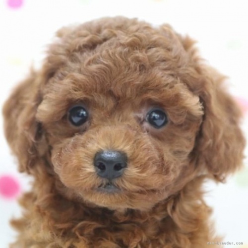トイプードルの子犬（ID:1236011150）の1枚目の写真/更新日:2022-08-08