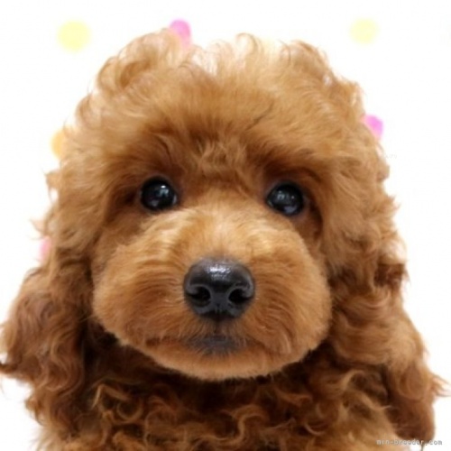 トイプードルの子犬（ID:1236011154）の1枚目の写真/更新日:2022-09-10