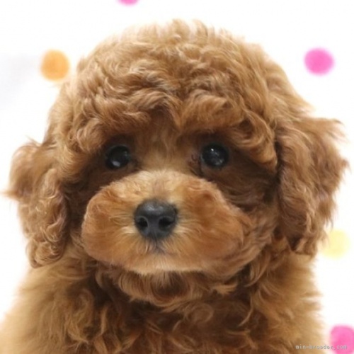 トイプードルの子犬（ID:1236011187）の1枚目の写真/更新日:2022-05-04
