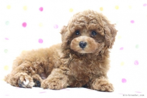 トイプードルの子犬（ID:1236011187）の4枚目の写真/更新日:2022-05-04