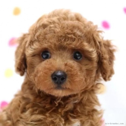 トイプードルの子犬（ID:1236011188）の1枚目の写真/更新日:2022-07-05
