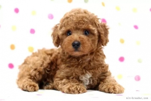 トイプードルの子犬（ID:1236011188）の4枚目の写真/更新日:2022-07-05
