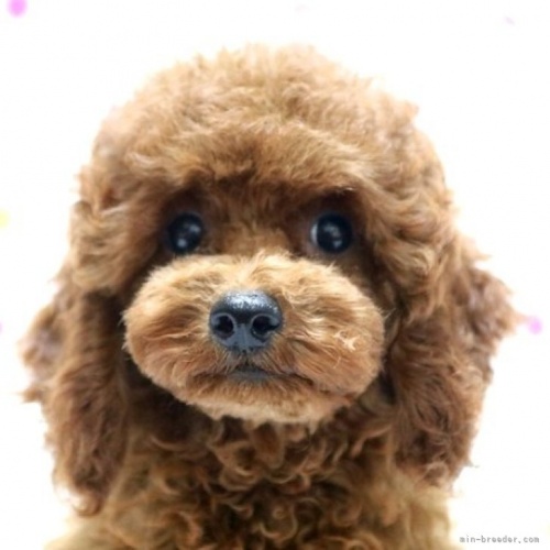 トイプードルの子犬（ID:1236011189）の1枚目の写真/更新日:2022-08-08