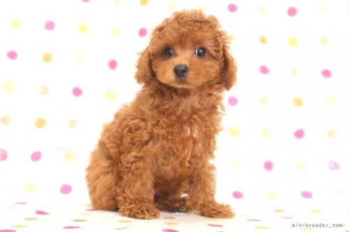 トイプードルの子犬（ID:1236011192）の2枚目の写真/更新日:2022-04-09