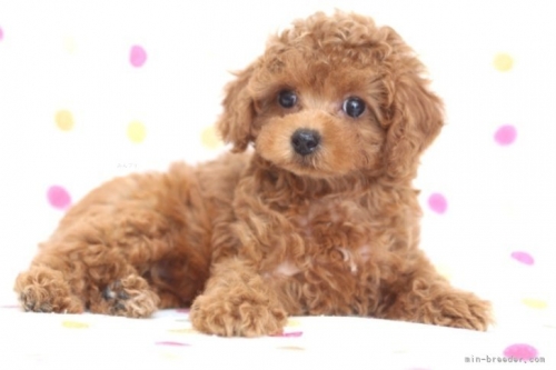 トイプードルの子犬（ID:1236011192）の4枚目の写真/更新日:2022-04-09